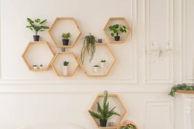 Modern yeşil iç mekan. Tropik Yapraklar Arkaplanı. Odada farklı güzel bitkiler var. Ev dekorasyonu