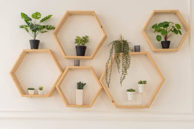 Modern yeşil iç mekan. Tropik Yapraklar Arkaplanı. Odada farklı güzel bitkiler var. Ev dekorasyonu