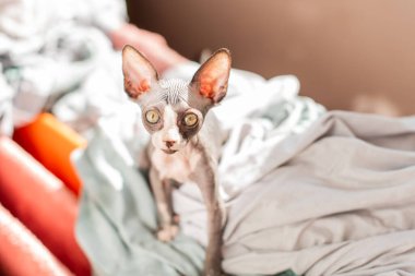 A sphinx cat curiously wanders through a warm room, surrounded by soft blankets and a cozy atmosphere. Its large eyes and playful stance highlight its unique appearance.