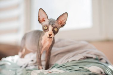 A playful sphinx cat is seen walking on a soft blanket in a sunlit room. Its large ears and expressive eyes capture the essence of its lively personality.