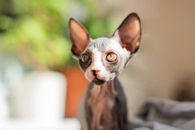 Bir sfenks kedisi büyük kulakları açık olarak dik oturur ve çarpıcı özelliklerini gösterir. Güneş ışığı odayı dolduruyor, pürüzsüz cildini ve tuhaf ifadesini vurguluyor..