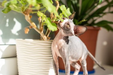 A Sphynx cat curiously interacts with a houseplant, nibbling on its leaves. Sunlight streams in, enhancing the plant's vibrant colors and creating a warm atmosphere.