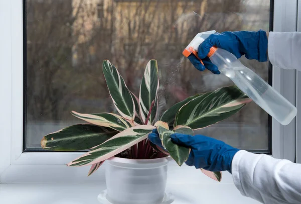 Woman\'s hand sprays Stromanthe plant in flower pot. Woman caring for house plant. Woman taking care of plants at her home, spraying a plant with pure water from a spray bottle