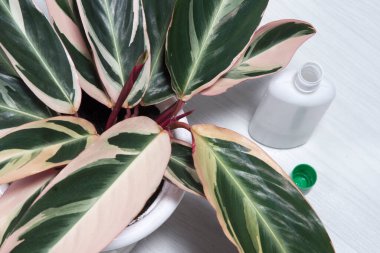 Ev bitkileri gübreleniyor. Çiçek bakımı. Ev işleri ve bitkiler bakım konsepti. Evde bahçe işleri.