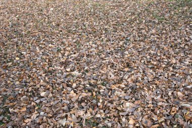 Mevsimsel kullanım için düşen sonbahar yapraklarının renkli arkaplan resmi. Seçici odak.