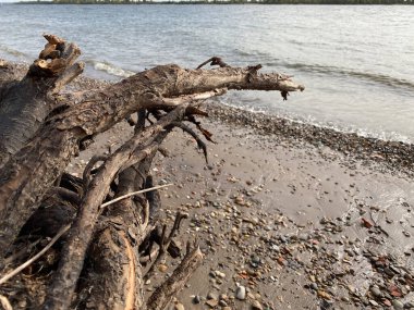 Nehrin kıyısındaki kumsalda ağaç dalları