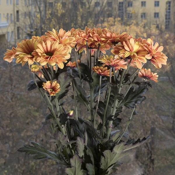 Heller Strauß Gelber Chrysanthemenblüten Auf Der Fensterbank Herbst Draußen — Stockfoto