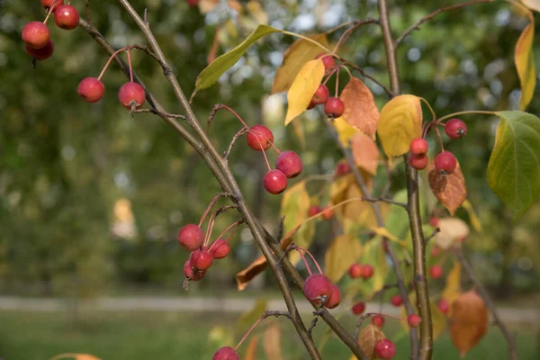 Красные Ягоды Ветке Деревьев Парке Осенний Пейзаж — стоковое фото