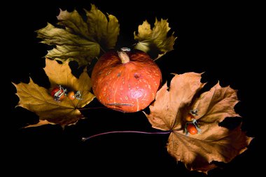 Balkabağı ve akçaağaç yapraklarıyla nefes nefese. Şükran Günü, Cadılar Bayramı konsepti. Siyah arkaplan.