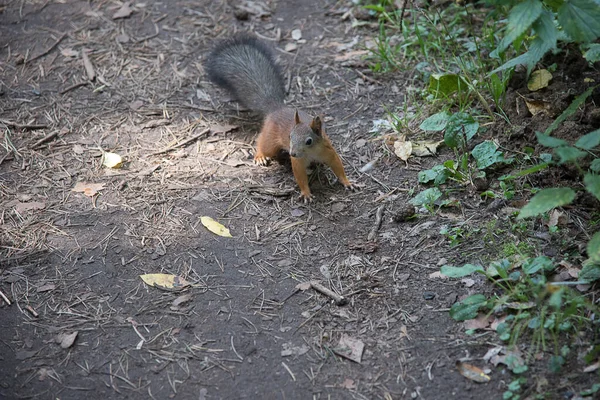 Brown squirrel on the ground in the forest, conservation of wildlife concept, summer, autumn