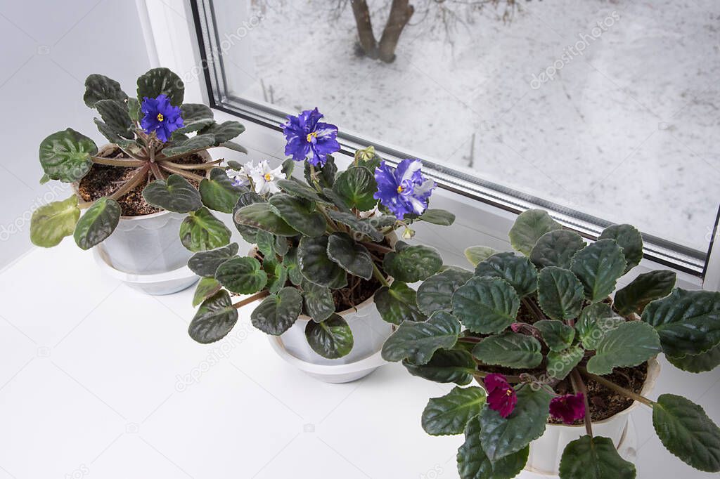 Houseplants on windowsill. Caring for houseplants in the winter. Violets in flowerpots. Snow outside.