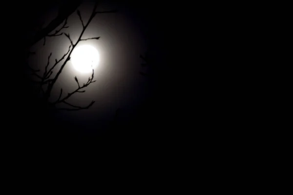 Ночное Небо Силуэтом Луны Дерева — стоковое фото