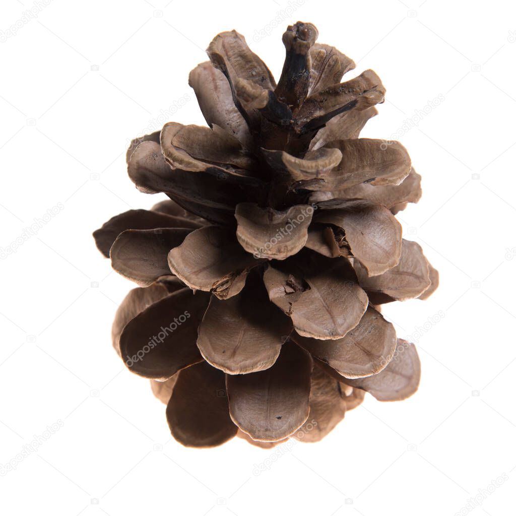 Fir tree one isolated on white background. Macro, closeup.