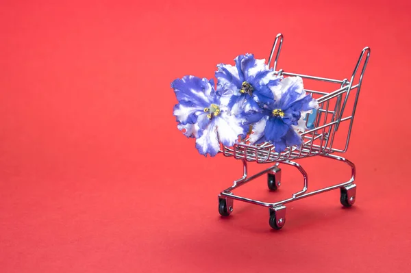 Blå Och Vita Blommor Liten Kundvagn Mini Vagn Med Violer — Stockfoto