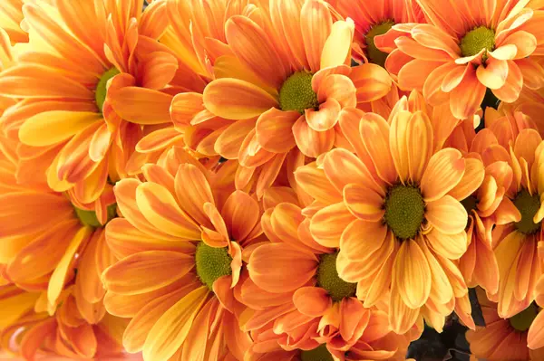 Bloemen Achtergrond Met Gele Chrysant Bloemen — Stockfoto