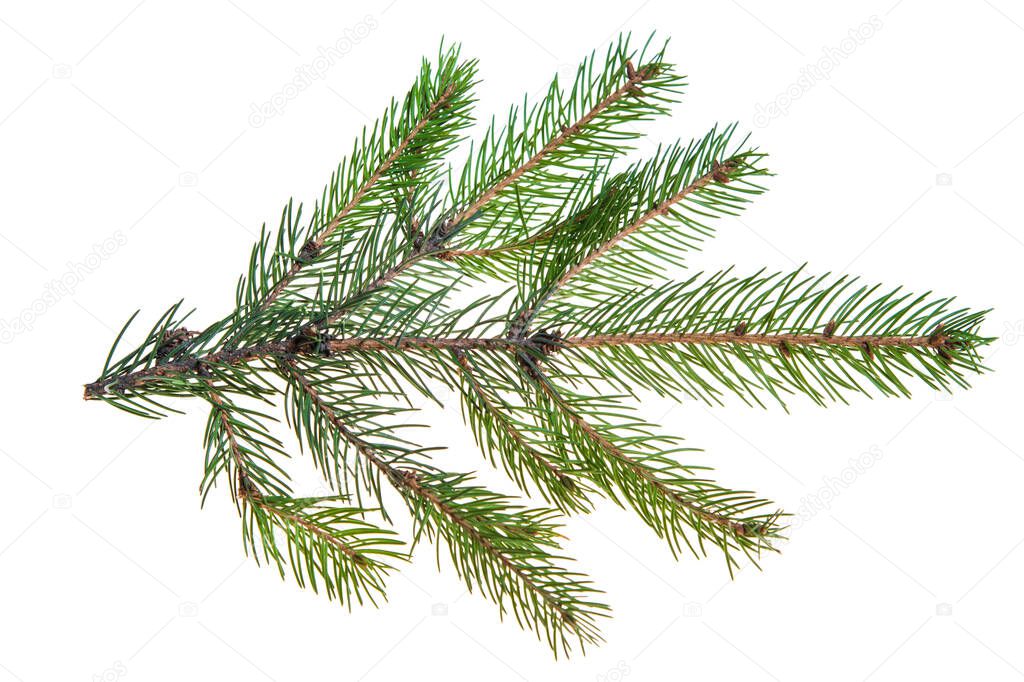 Christmas tree, fir tree, spruce branch with needles isolated on white background. Coniferous branches. Top view, flatlay. Macro, closeup.