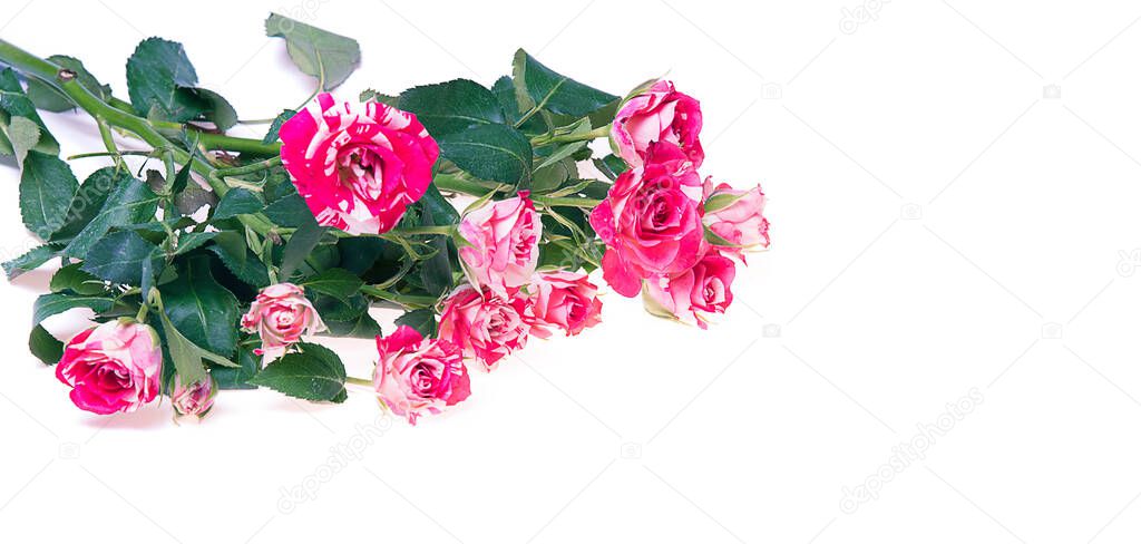 Border of fresh pink rose bush. Red rose bouquet card isolated on white background with copy space
