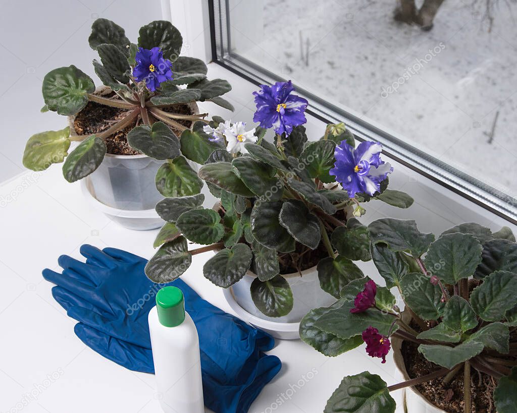 Caring for houseplants in the winter. Blooming violets plant in flowerpots. Fertilizer and gloves. Snow outside.