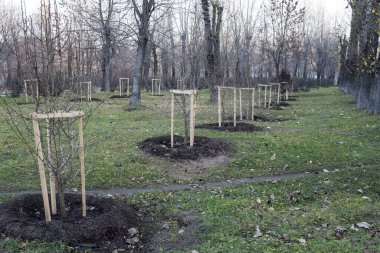 Sonbaharda şehir parkında ağaç dikmek. Büyümesine yardım etmek için kazık kullanmak.. 