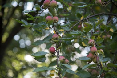Ağaçtaki kırmızı elmalar, meyve bahçesindeki elma dalları