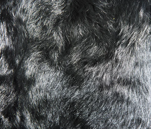 黑山羊天然毛皮背景质感设计 动物掉落 — 图库照片