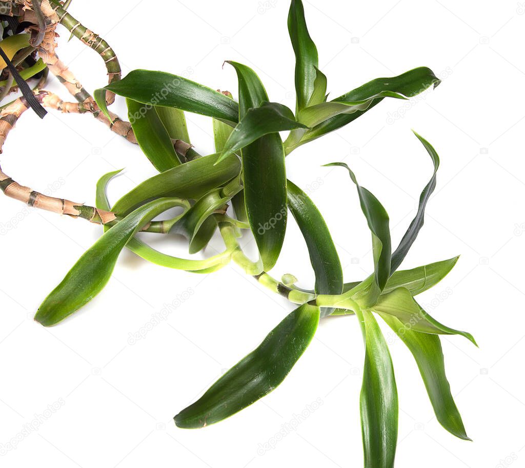 Callisia fragrans, known as basket plant, chain plant, inch plant or golden mustache isolated on white background. Medicinal Herb 