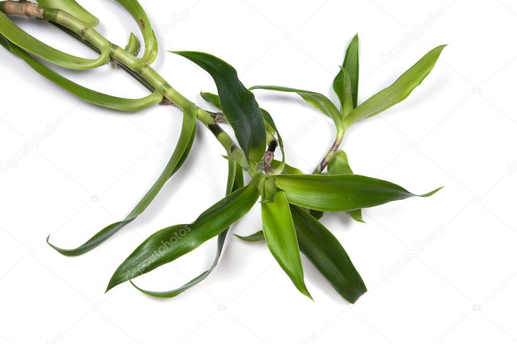Callisia fragrans, known as basket plant, chain plant, inch plant or golden mustache isolated on white background. Medicinal Herb 