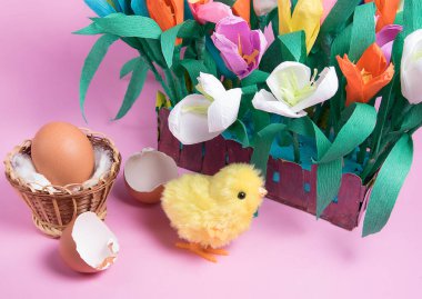 Yumurtadan çıkan oyuncak paskalya yavrusu, yumurtadan çıkan yumurta ve pembe arka planda bahar lale çiçekleri. Kopyalama alanı