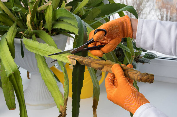 Female hands with scissors removing dry leave from domestic plant. Pruning indoor potted flowers on windowsill. Houseplant care. 
