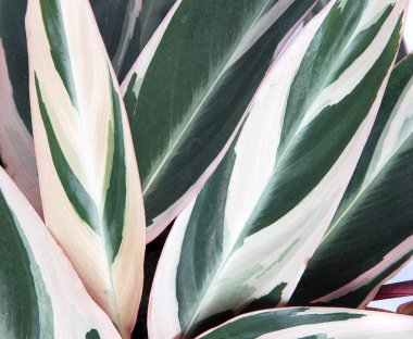 Yeşil, kırmızı ve sarı yapraklı Stromanthe santrali, yakın plan. Çeşitli çizgili yaprak arkaplanı, ince çizgili izin dokusu.