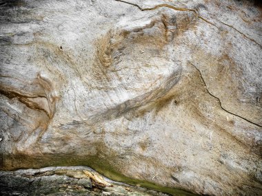 Kabuksuz eski ağaç gövdesi dokusu, koyu renkli tasarım için ahşap arkaplan