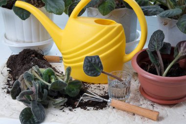 Üreme viyola çiçekleri. Evde yetiştirme bitkileri. Suyun içinde menekşe çiçeği yaprağı ve pencere kenarında saksı bitkisi olan cam..