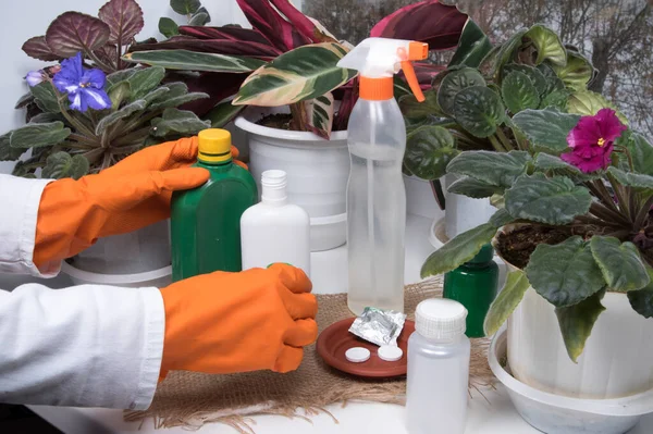 Indoor flowers, bottles with agent against plant diseases and sprayer on windowsill. Woman processing potted plants against diseases, crop pests.