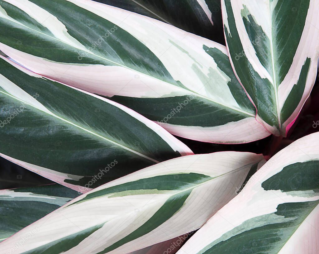 Variously striped leaf background, pin-stripe leave texture. Stromanthe plant with red, green and yellow leaves, close  up