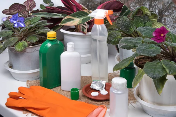 Treatment potted plants against crop pests. Indoor flowers, drugs, bottles with agent against plant diseases and sprayer on windowsill.