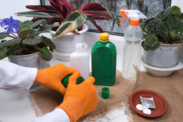 Indoor flowers, bottles with agent against plant diseases and sprayer on windowsill. Woman processing potted plants against diseases, crop pests.