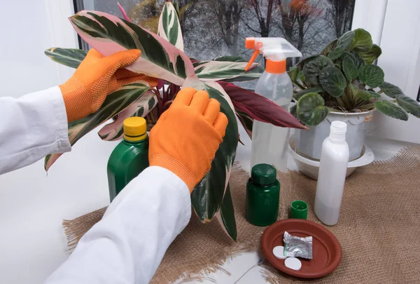 Indoor flowers, bottles with agent against plant diseases and sprayer on windowsill. Woman processing potted plants against diseases, crop pests.