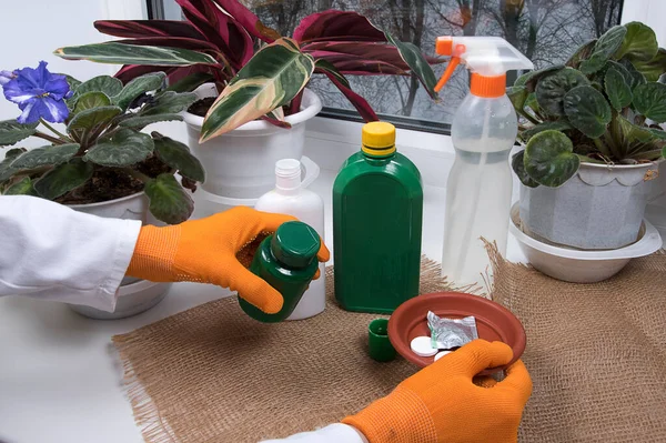 Woman processing potted plants against diseases, crop pests. Indoor flowers, bottles with agent against plant diseases and sprayer on windowsill.