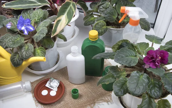 Treatment potted plants against crop pests. Indoor flowers, drugs, bottles with agent against plant diseases and sprayer on windowsill.