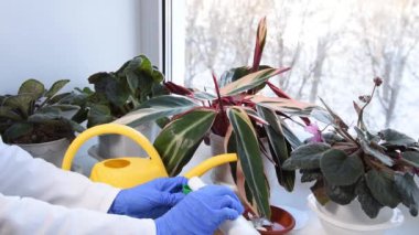 Kışın ev bitkileriyle ilgilenmek. Kadınlar pencere eşiğinde saksı gübresi yapıyor. Menekşeler ve saksılardaki Stromanthe bitkisi. Kar dışarıda..