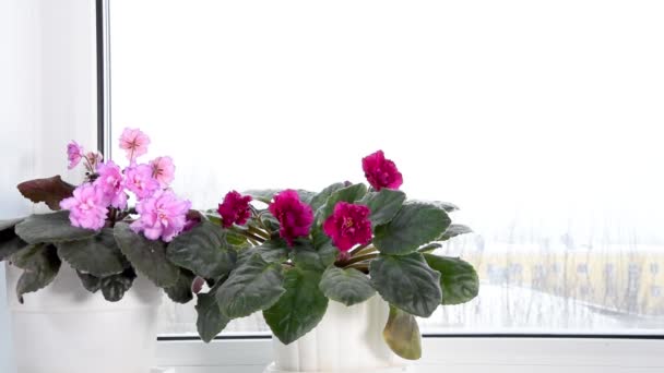Kvetoucí Viola Vnitřní Rostlina Růžovými Červenými Listy Parapetu Zimě Sníh — Stock video