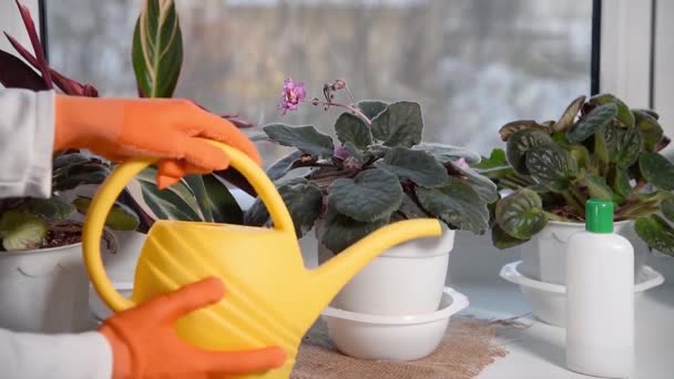 妇女在盆栽紫罗兰浇水 室内花卉 装有肥料和浇水的瓶子可以放在窗台上 — 图库视频影像