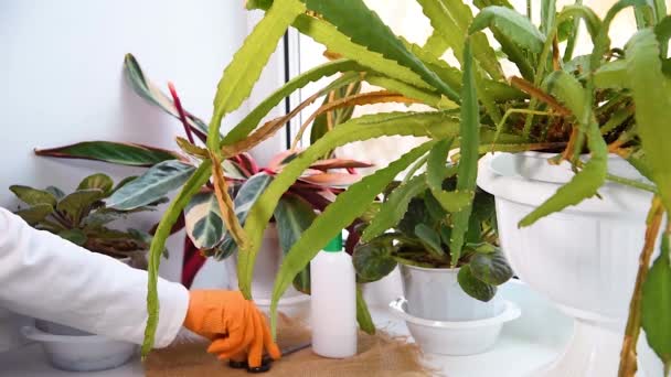 Poda Flores Vasos Interiores Peitoril Janela Mãos Femininas Com Tesoura — Vídeo de Stock