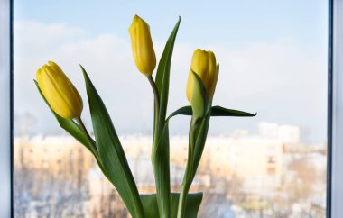 Temiz mavi arka planda üç sarı lale, pencere kenarında bir buket lale çiçeği. Pencere çerçevesi