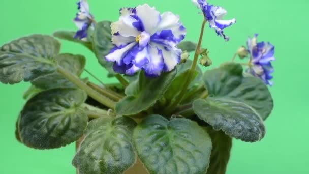 Nahaufnahme Der Blühenden Viola Topfpflanze Mit Weißen Und Blauen Blüten — Stockvideo