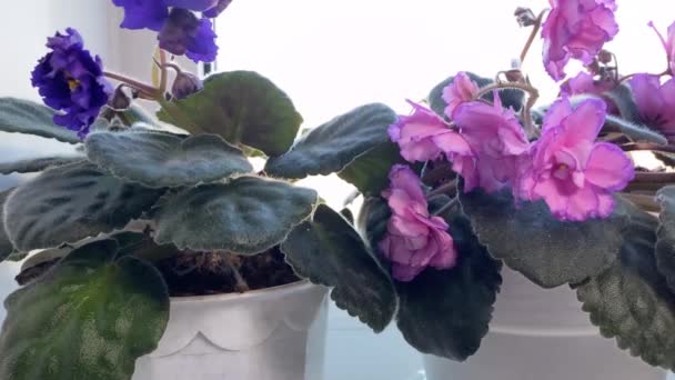 Pencere Kenarında Keman Saksısı Seti Bitkilerin Seçici Üremesi Menekşe Çiçeğinin — Stok video