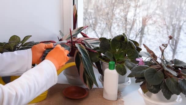 Mujer Procesando Planta Maceta Stromanthe Contra Enfermedades Plagas Cultivos Flores — Vídeos de Stock