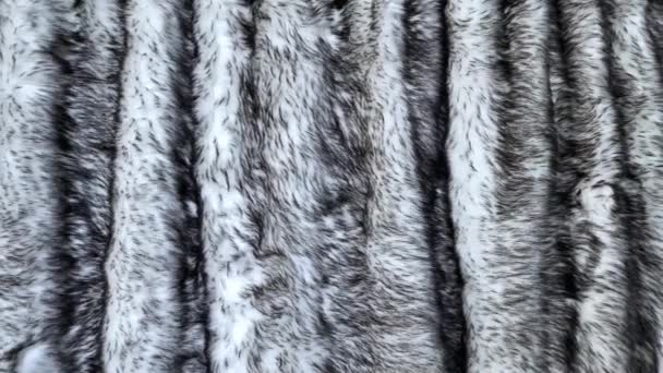 グレーオオカミ人工毛皮の背景テクスチャデザイン 黒と白の偽の動物のための秋 — ストック動画