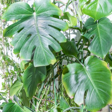 Canavar bitkisi odada büyüyor. Monstera 'nın yapraklarını kapatın. Evde bahçe işleri..