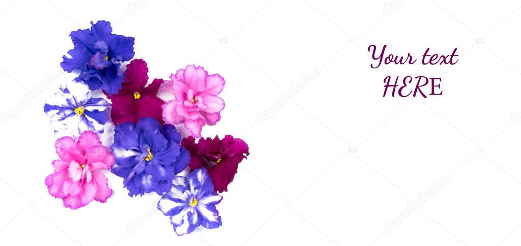 Violet heads isolated on white background. Greeting card with pink and blue viola flowers. Copy space for text